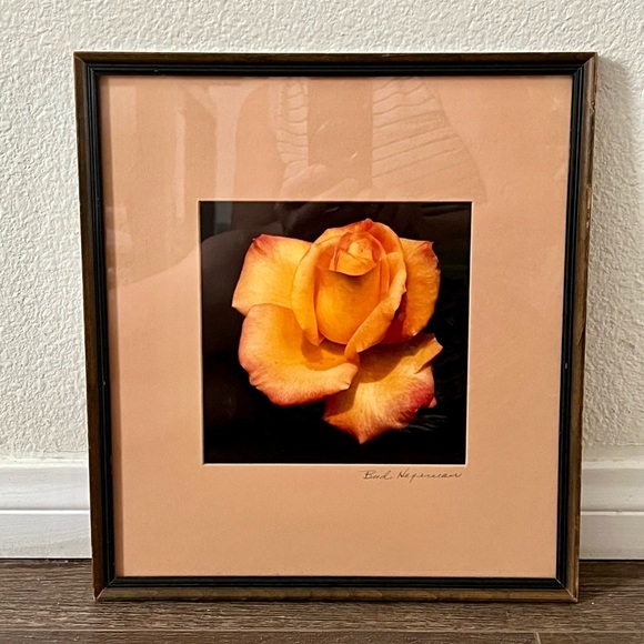 Framed Peach Rose Photograph By Bud Hereman Wall Art Decor 12/13 Inch - Picture 12 of 14